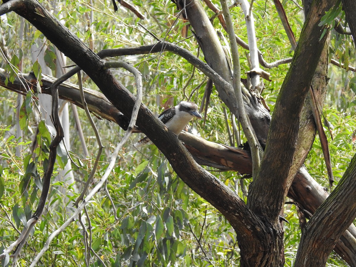 Laughing Kookaburra - ML644119622