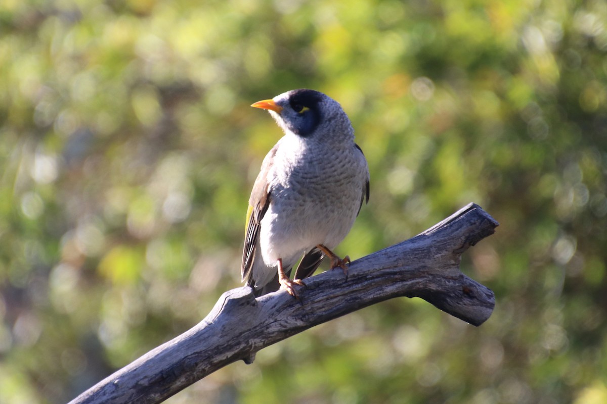 Noisy Miner - ML644119623