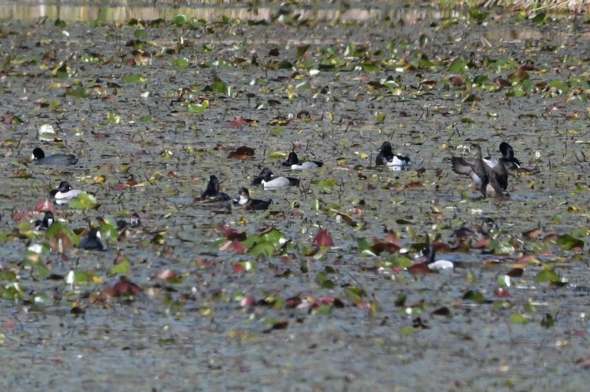 Ring-necked Duck - ML644119624