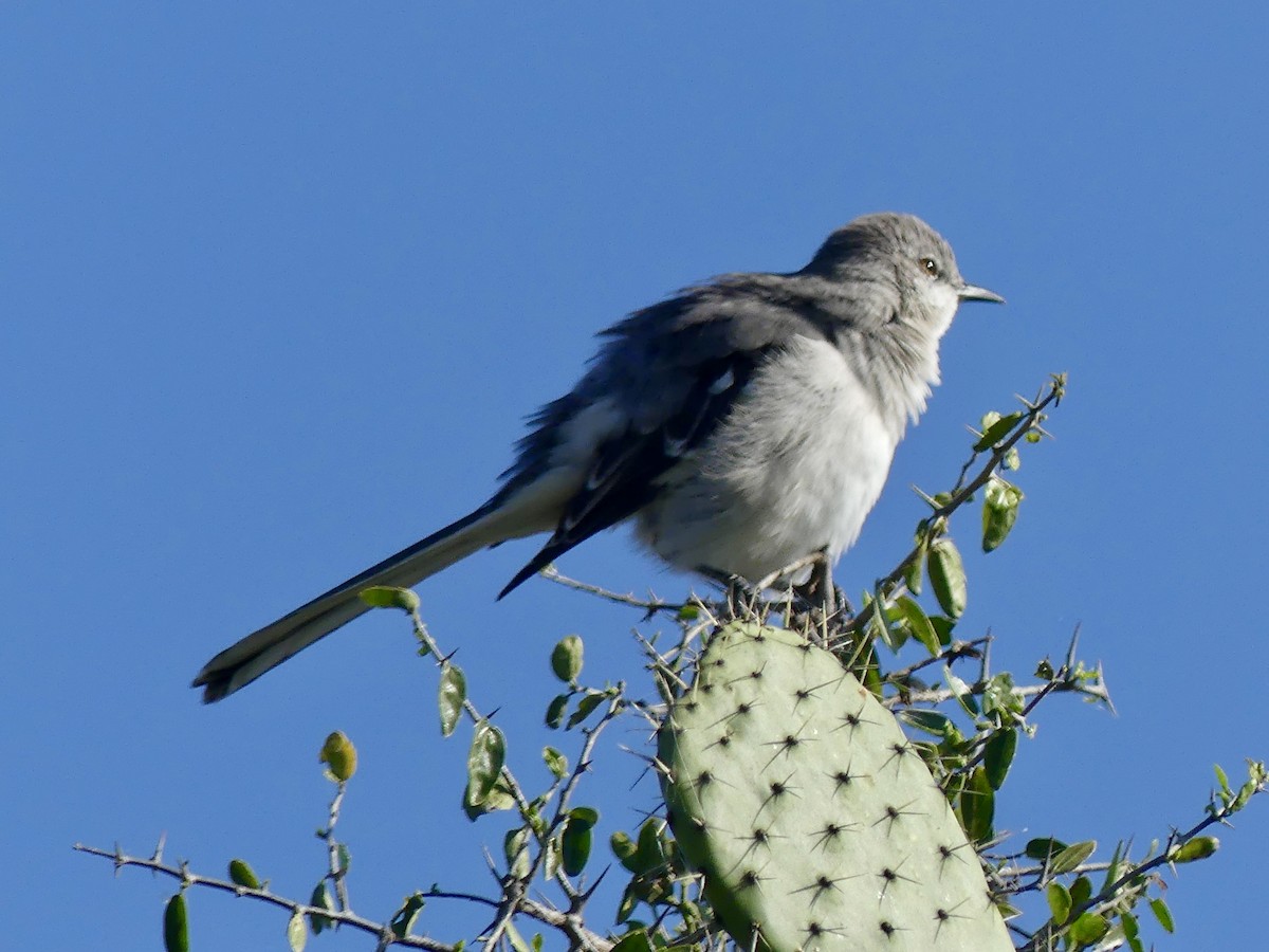 Northern Mockingbird - ML644119626