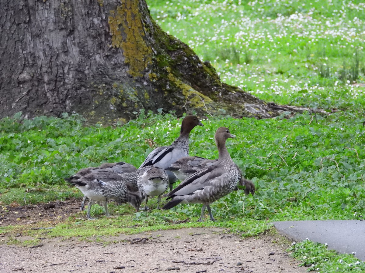 Maned Duck - ML644119627