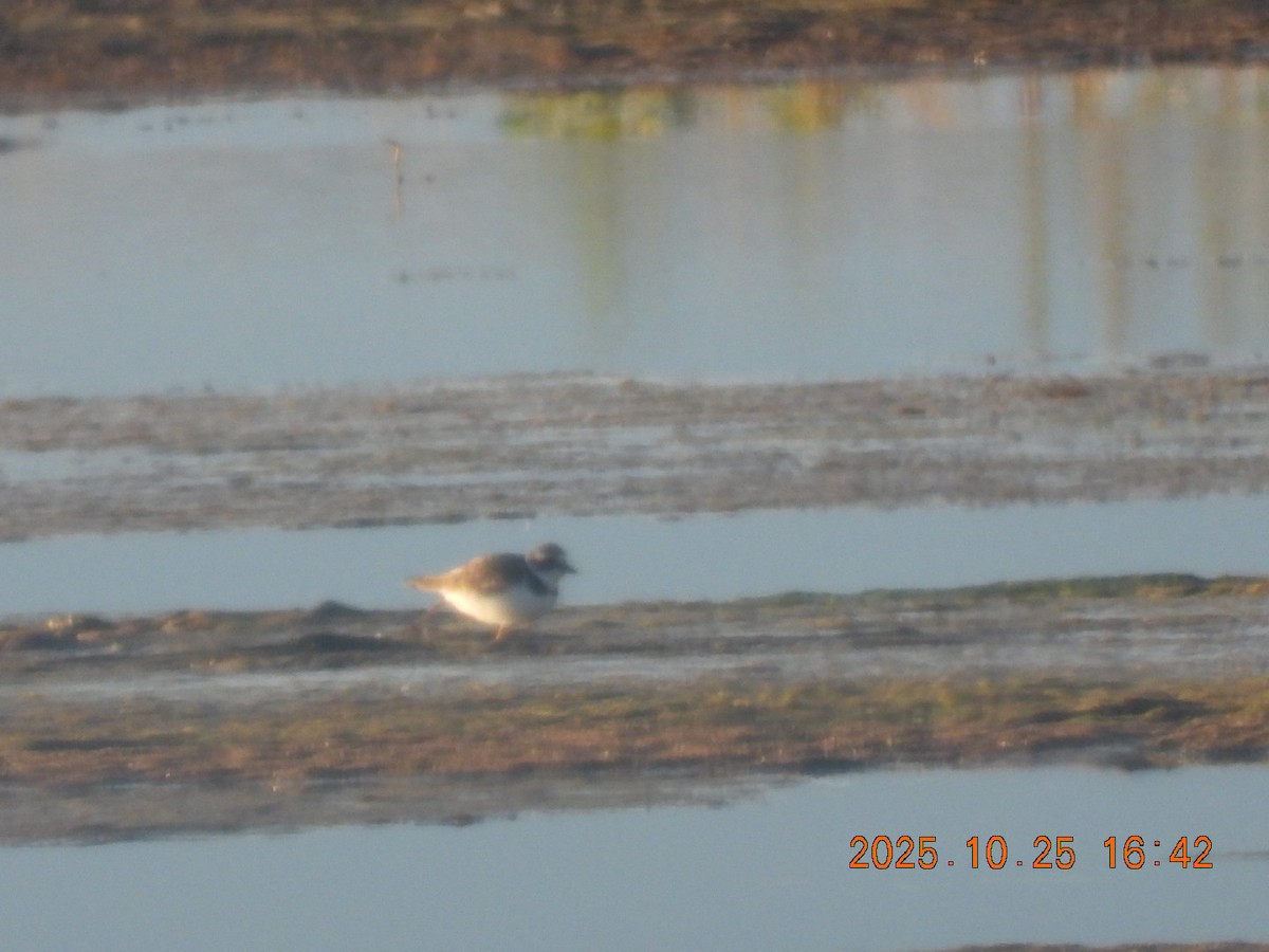 Semipalmated Plover - ML644119631