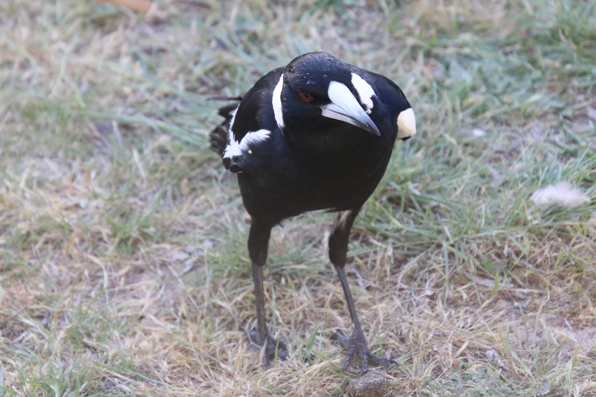 Australian Magpie - ML644119632