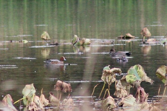 Eurasian Wigeon - ML644119635