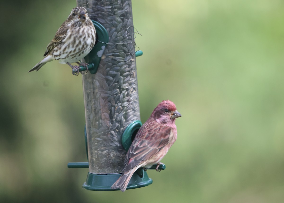 Purple Finch - ML644119636