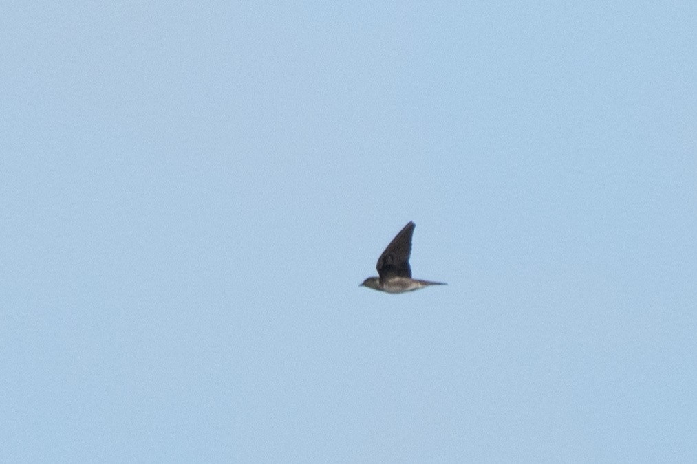 Purple Martin - ML644119637
