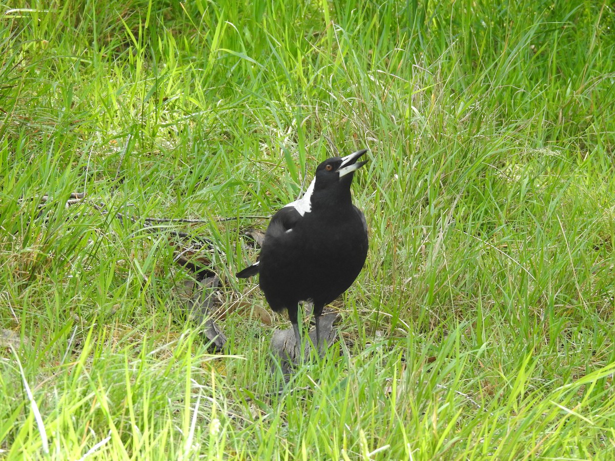 Australian Magpie - ML644119640