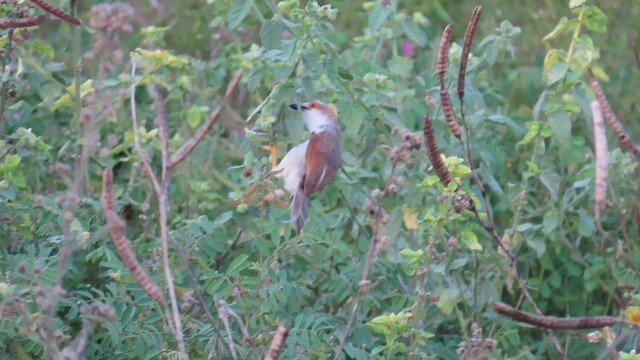 Yellow-eyed Babbler - ML644119646
