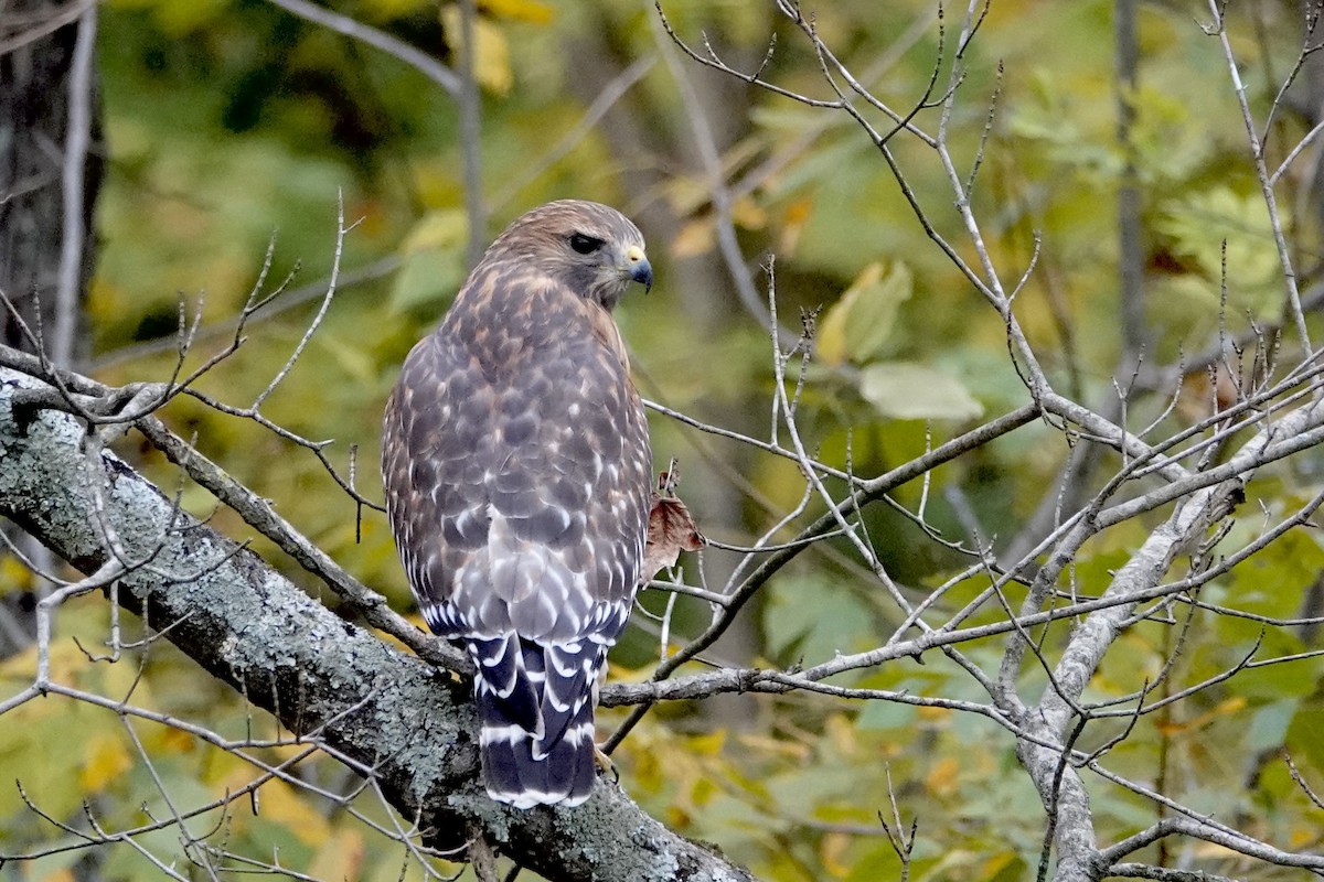 Red-shouldered Hawk - ML644119647