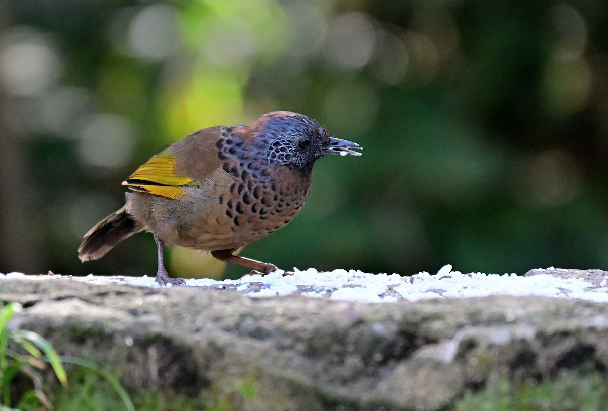Chestnut-crowned Laughingthrush - ML644119648