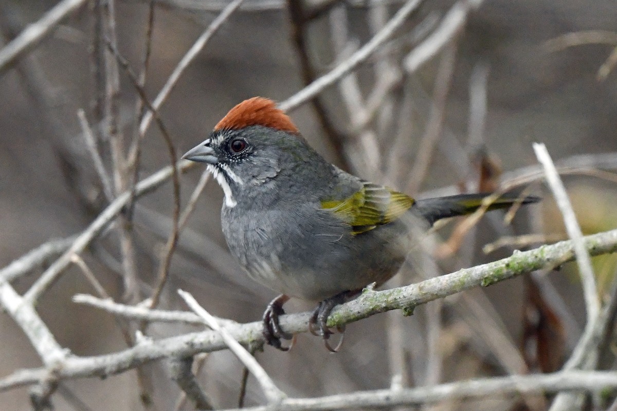 Green-tailed Towhee - ML644119659