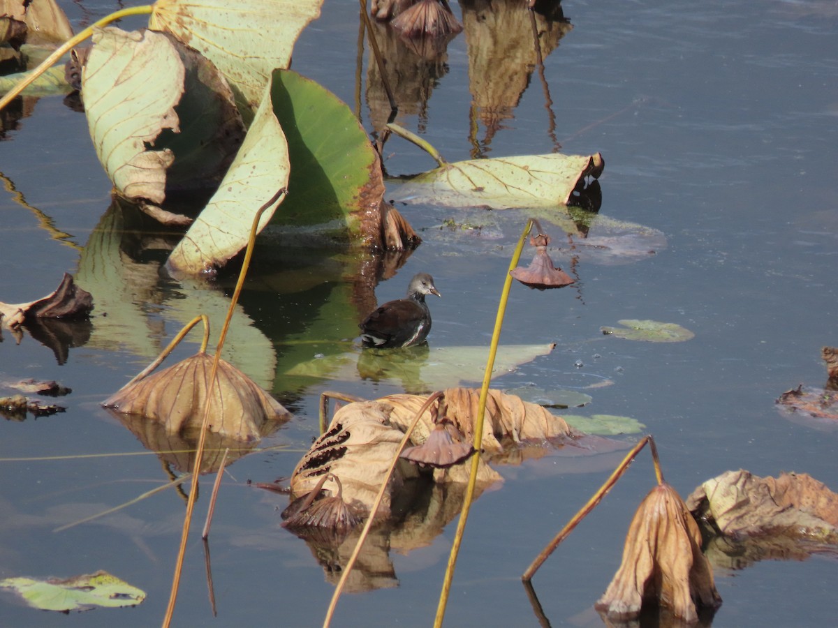 Gallinule d'Amérique - ML644119662