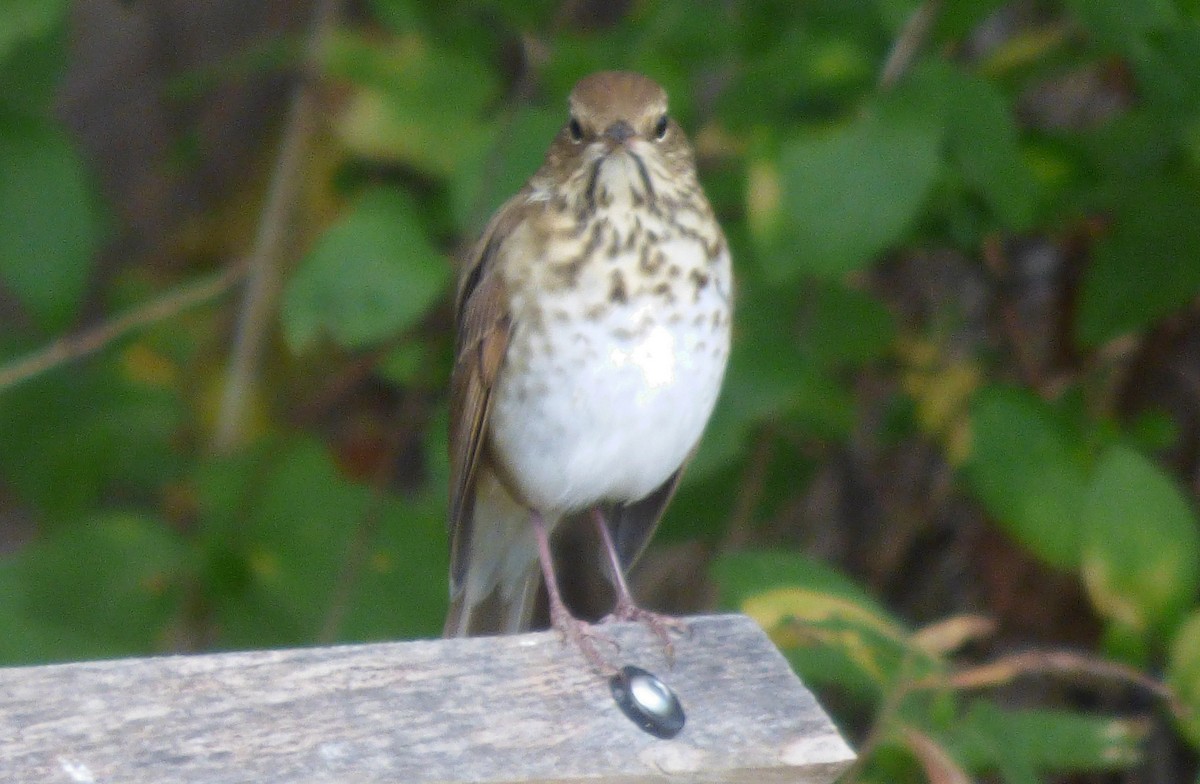 Hermit Thrush - ML644119665