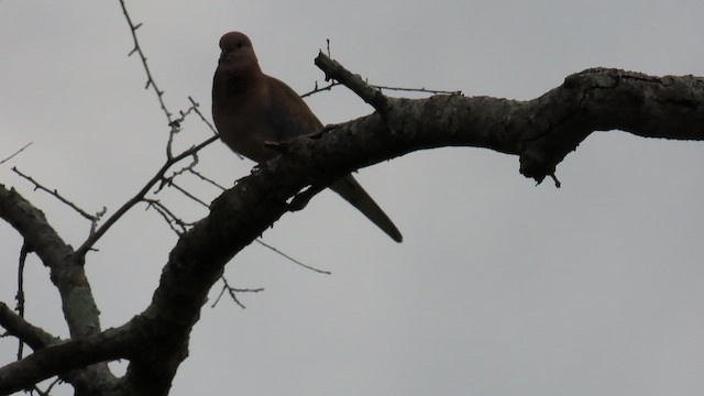 hrdlička senegalská - ML644119667