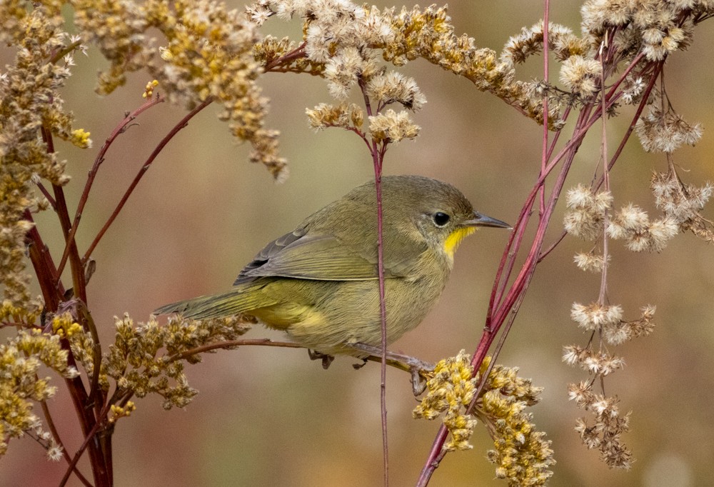 Common Yellowthroat - ML644119681