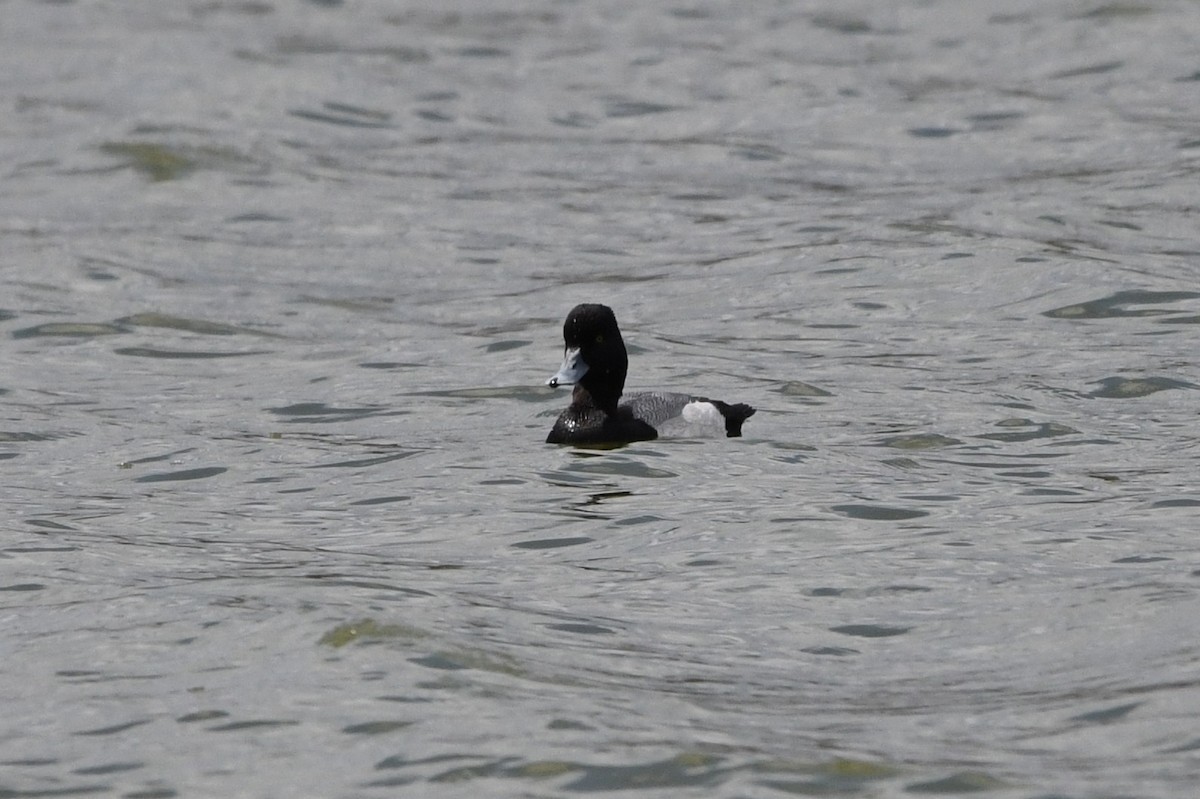 Greater/Lesser Scaup - ML644119683