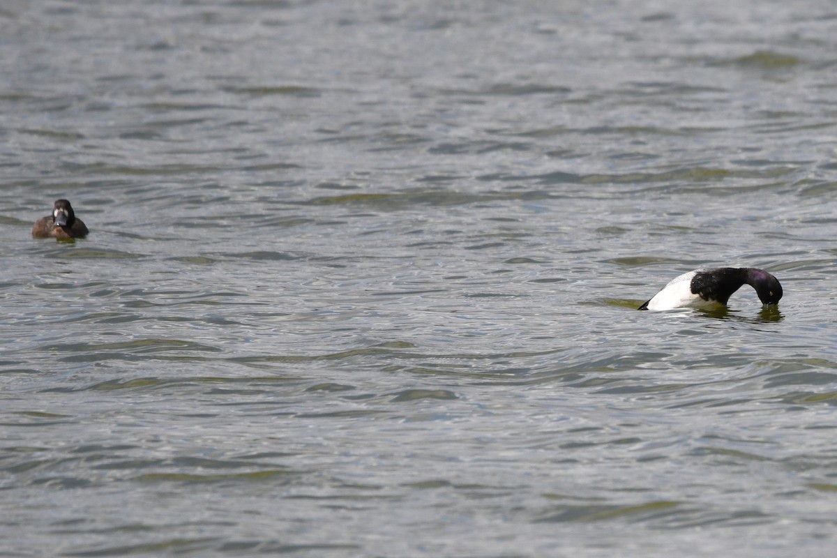 Greater/Lesser Scaup - ML644119684