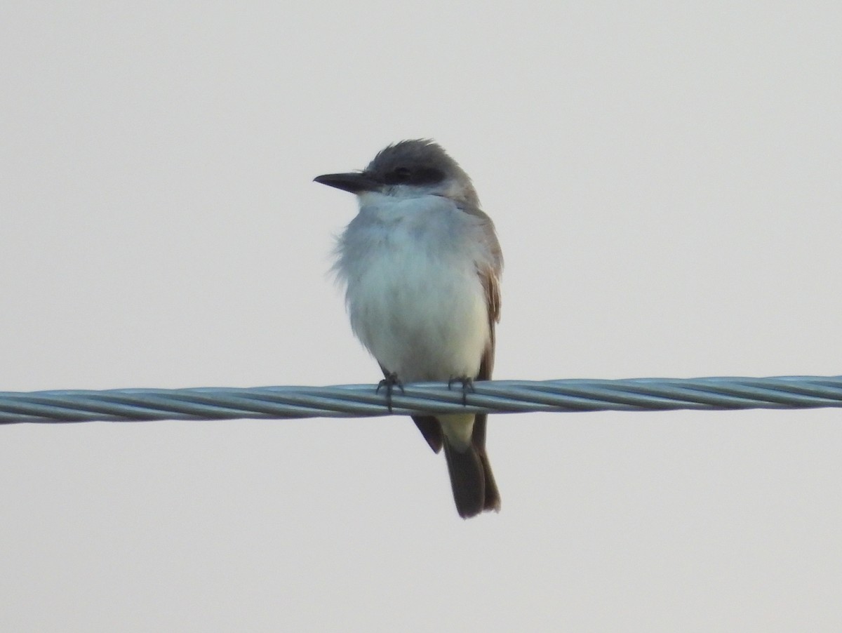 Gray Kingbird - ML644119688