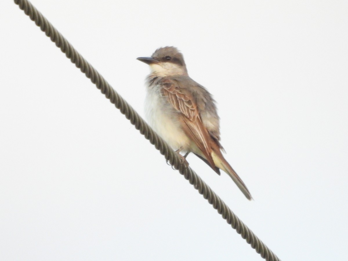 Gray Kingbird - ML644119689