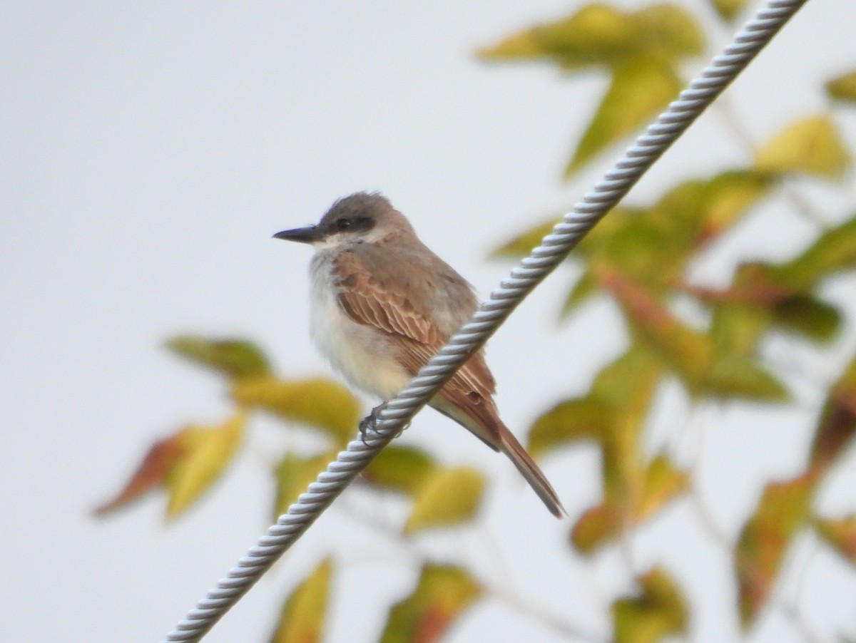 Gray Kingbird - ML644119690