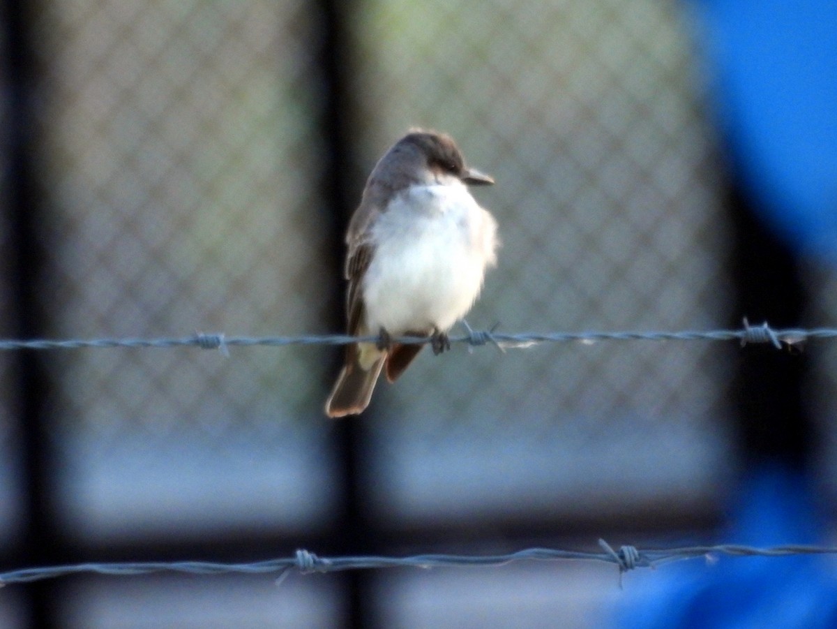 Gray Kingbird - ML644119691