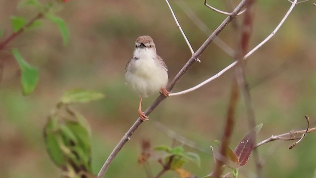 Plain Prinia - ML644119693