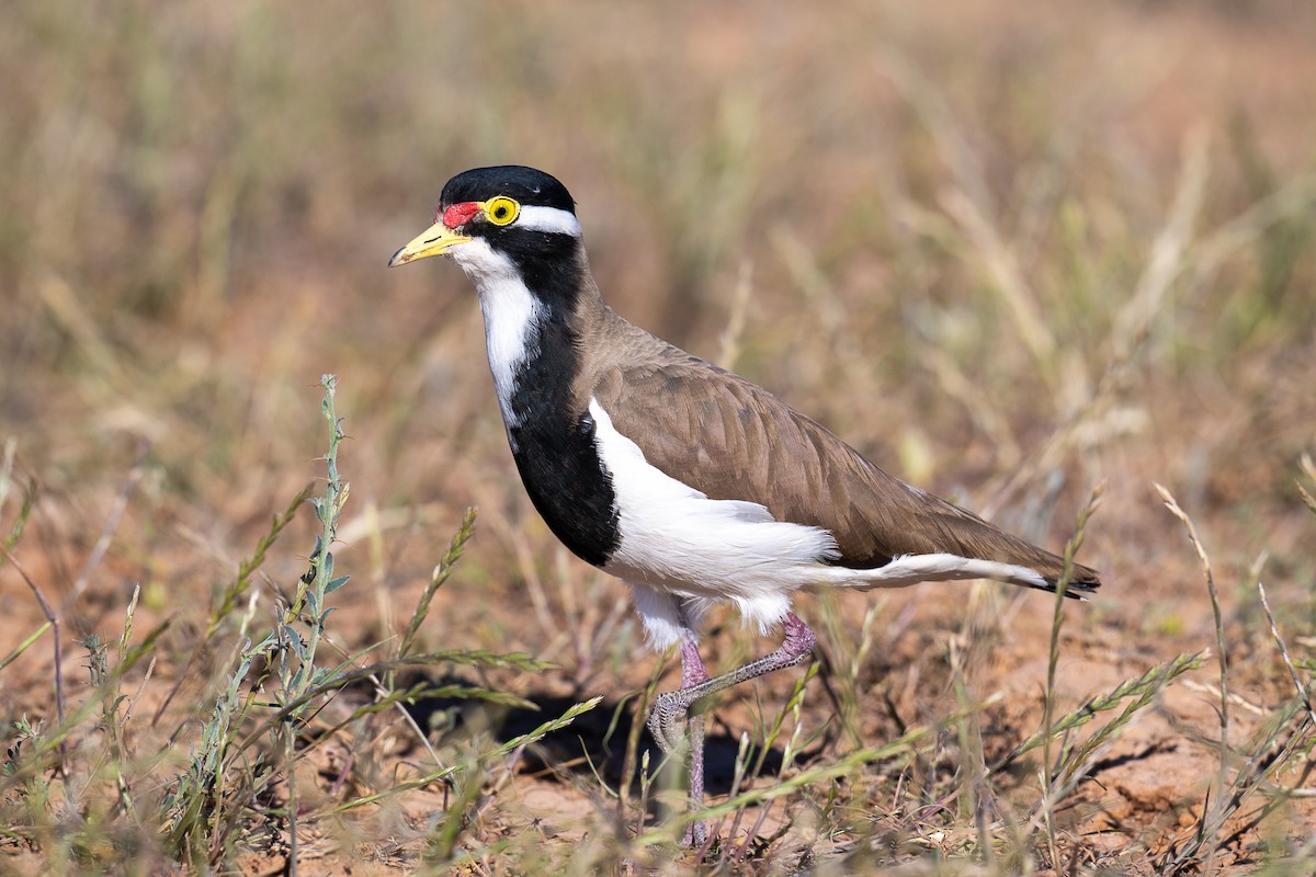 Vanneau tricolore - ML644119695