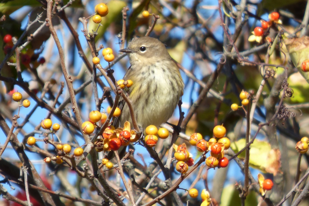 Yellow-rumped Warbler - ML644119704