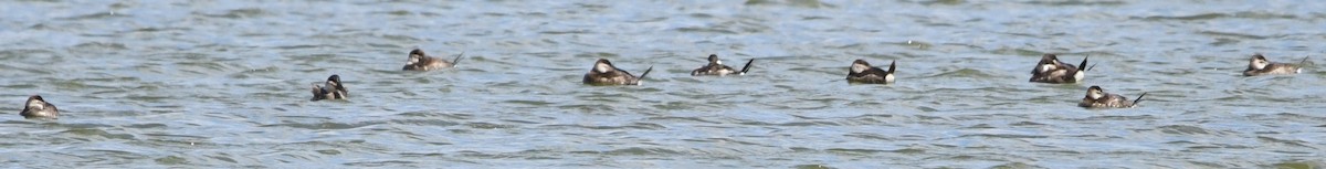Ruddy Duck - ML644119708
