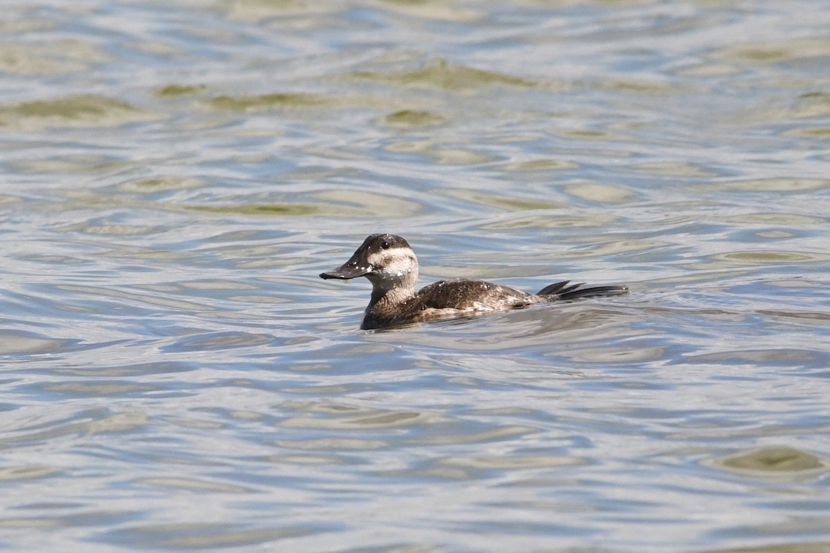 Ruddy Duck - ML644119709