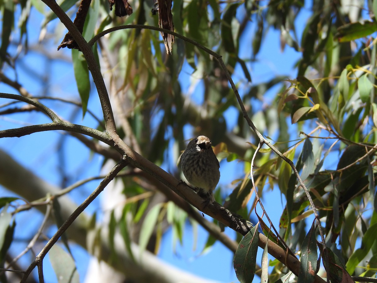 Brown Thornbill - ML644119711