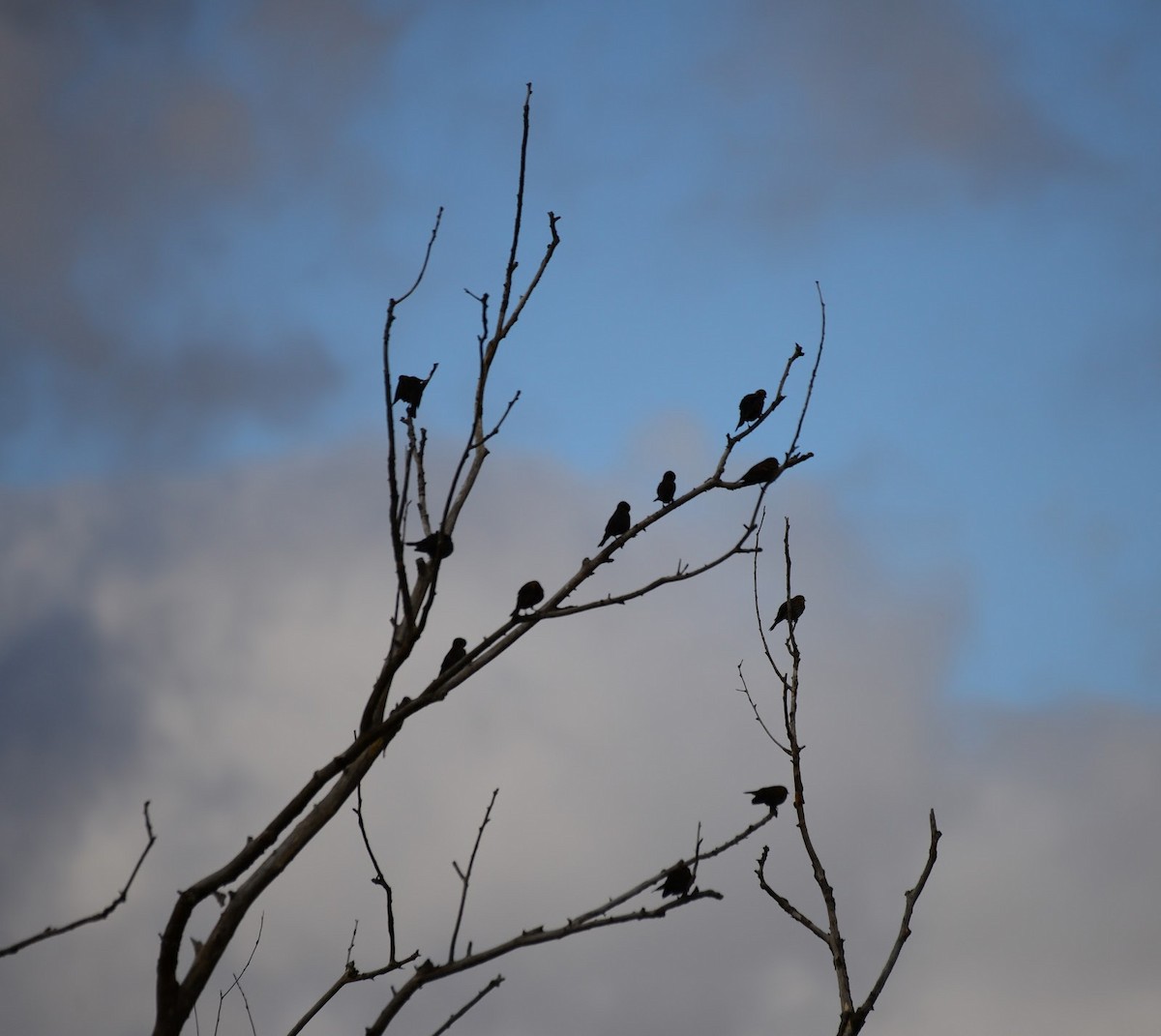 Common Grackle - ML644119712