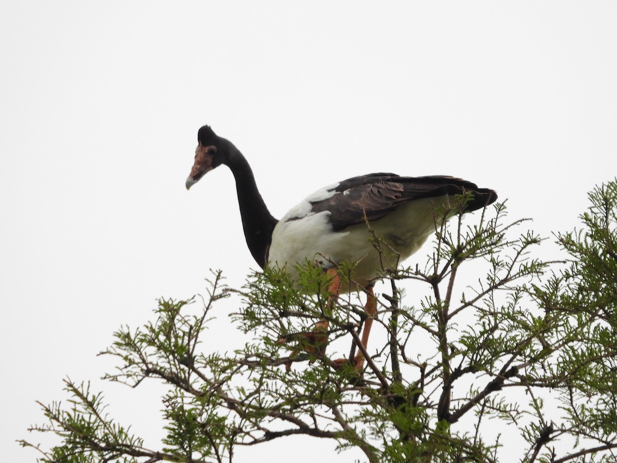 Magpie Goose - ML644119713