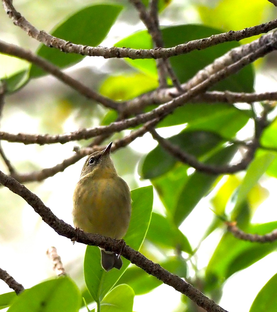 Black-throated Blue Warbler - ML644119714