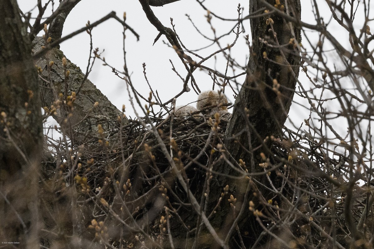 Great Horned Owl - ML644119715