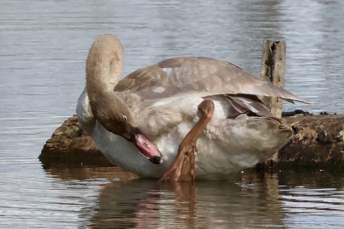 Trumpeter Swan - ML644119717