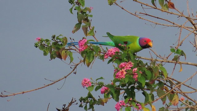 Plum-headed Parakeet - ML644119718