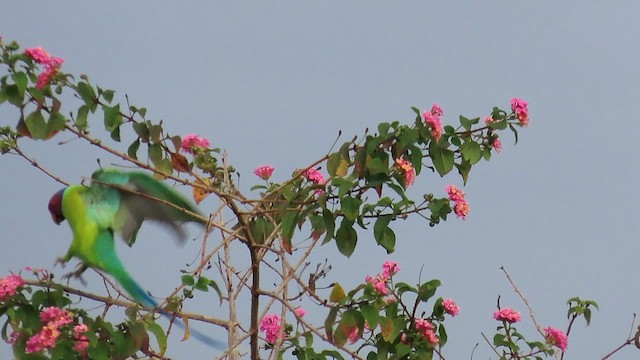 Plum-headed Parakeet - ML644119722