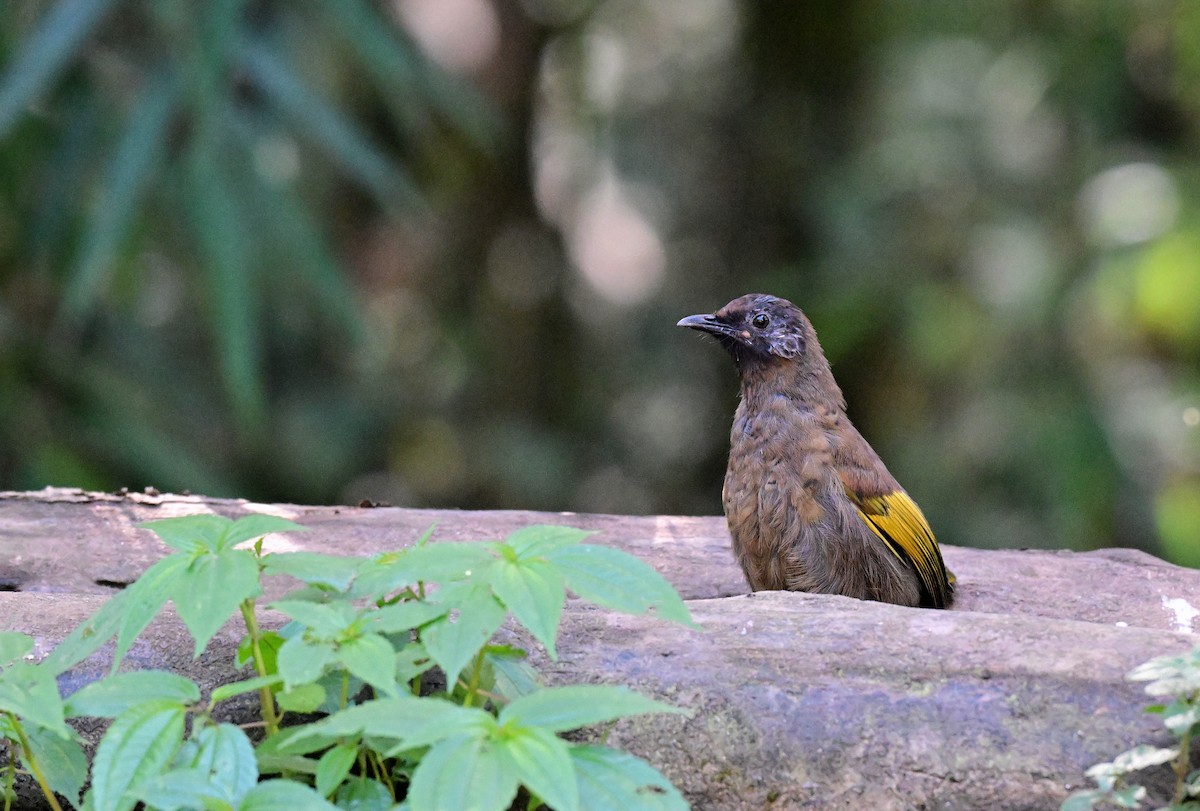 Chestnut-crowned Laughingthrush - ML644119725