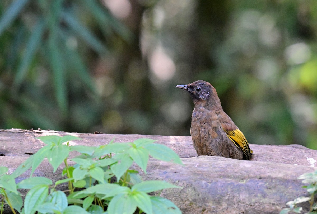 Chestnut-crowned Laughingthrush - ML644119726