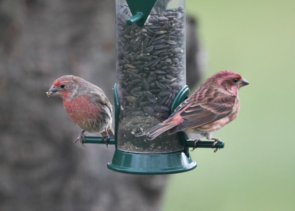 Purple Finch - ML644119727