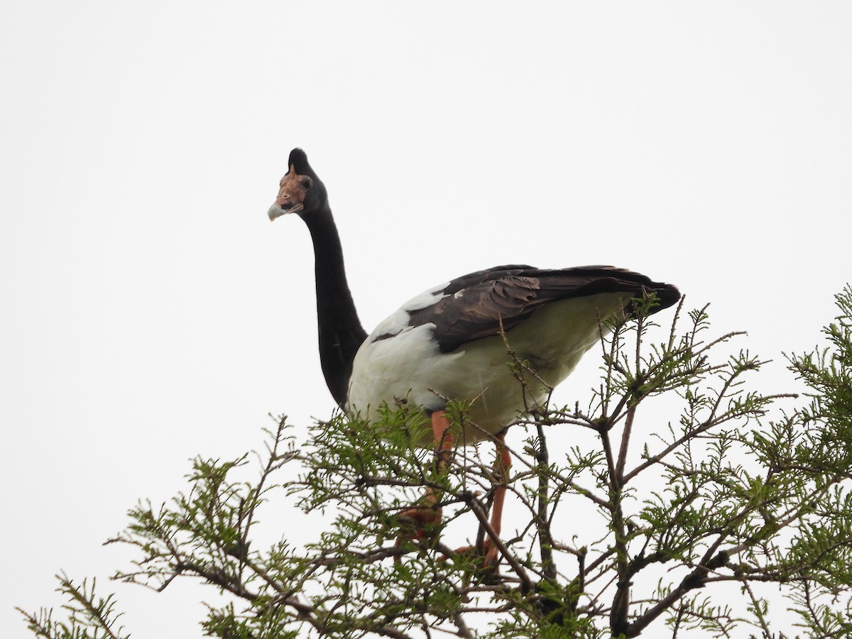 Magpie Goose - ML644119728