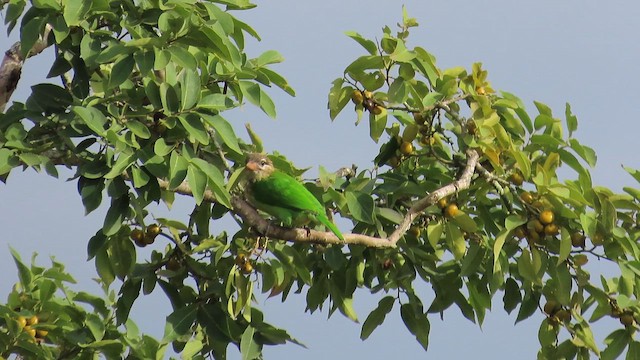 White-cheeked Barbet - ML644119729