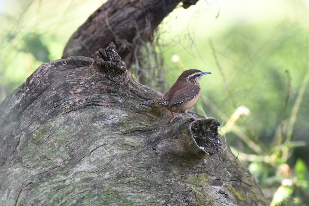 Carolina Wren - ML644119731