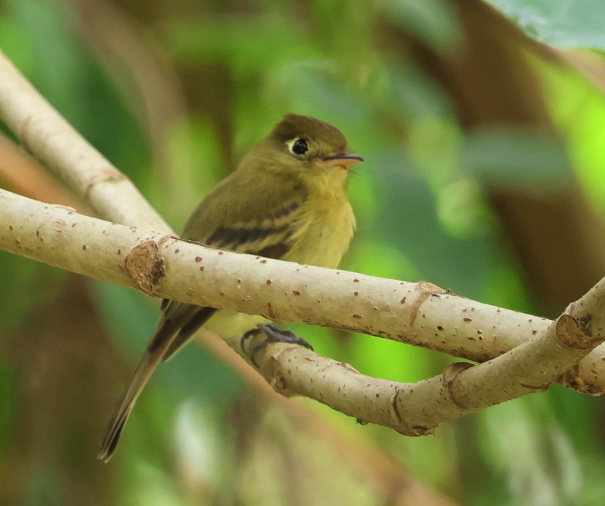 Yellowish Flycatcher - ML644119733