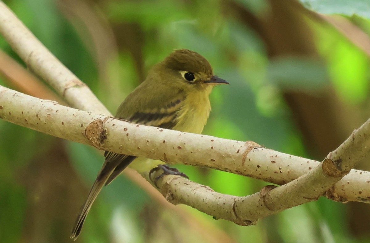 Yellowish Flycatcher - ML644119734