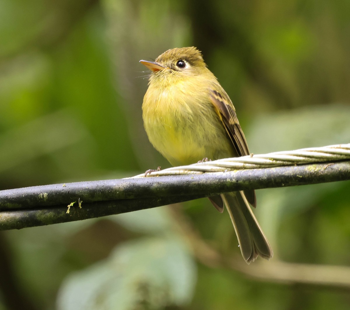Yellowish Flycatcher - ML644119735