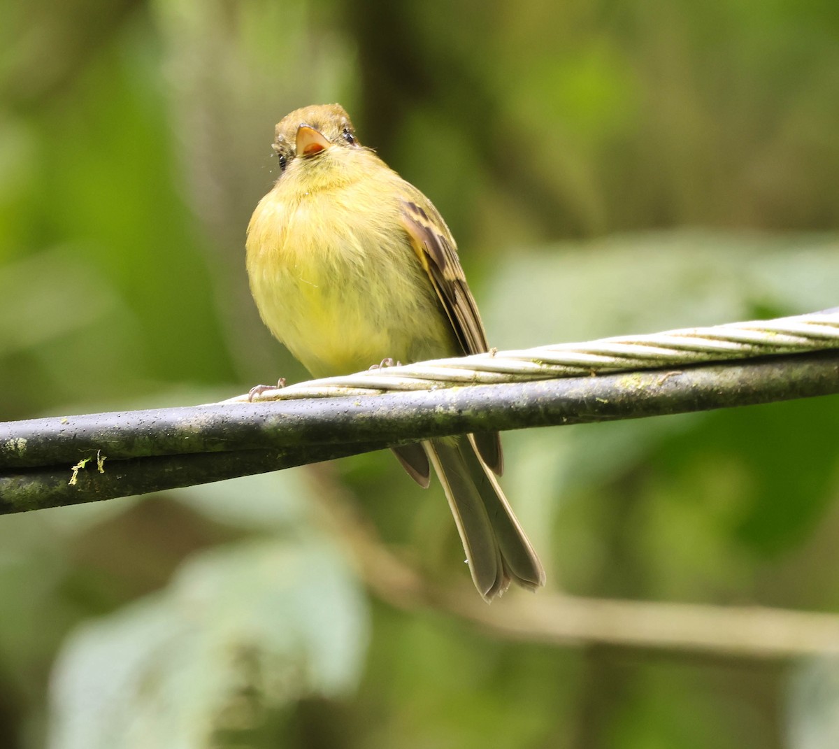 Yellowish Flycatcher - ML644119736