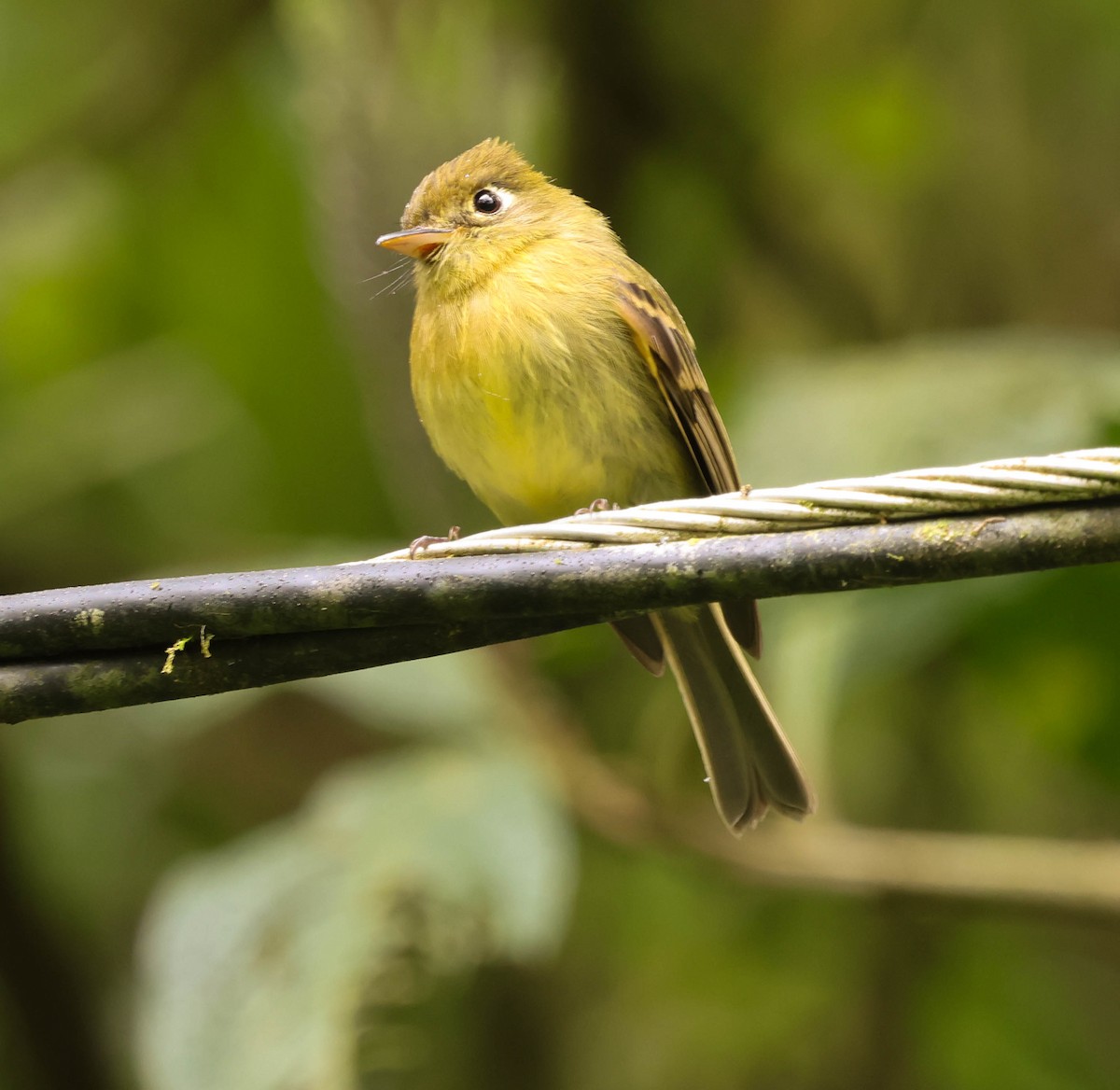 Yellowish Flycatcher - ML644119737