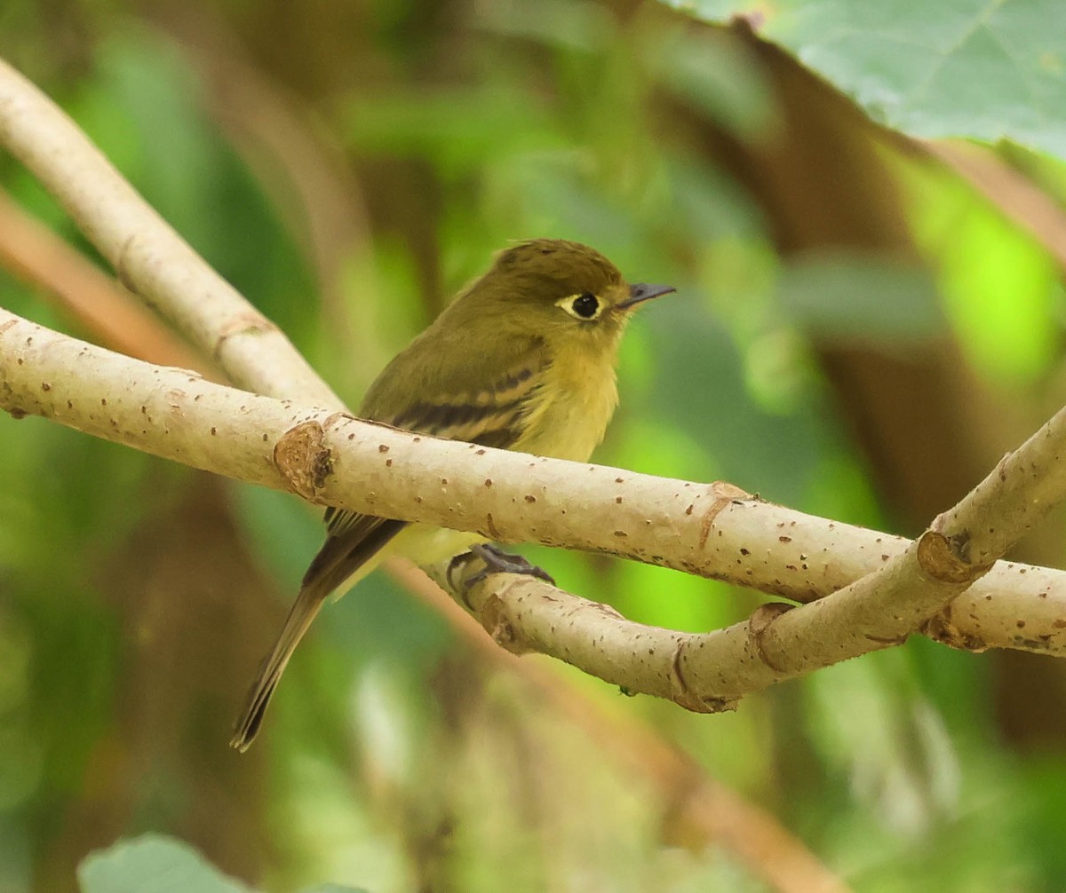 Yellowish Flycatcher - ML644119738